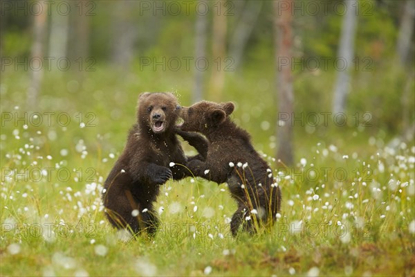 European Brown Bear