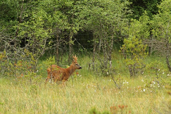 Western Roe Deer