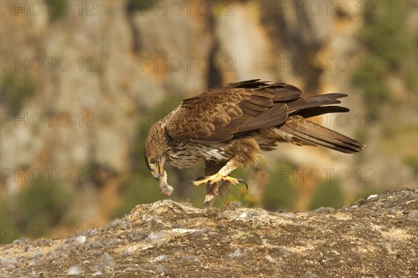 Bonelli's Eagle