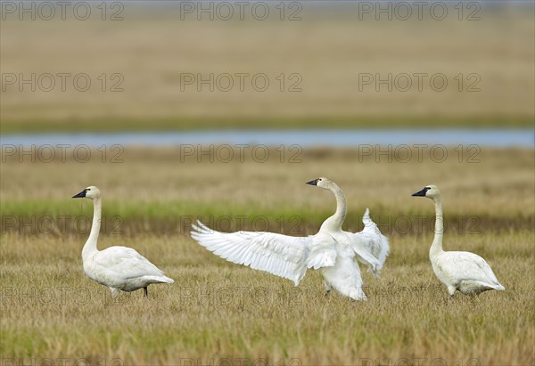 Tundra Swan