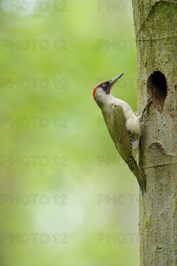 European Green Woodpecker