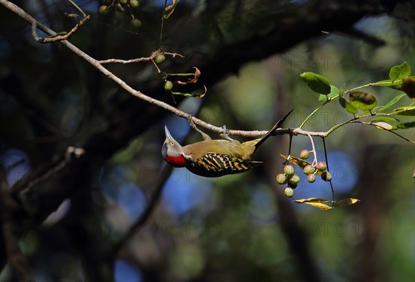 Spanish hispaniolan woodpecker