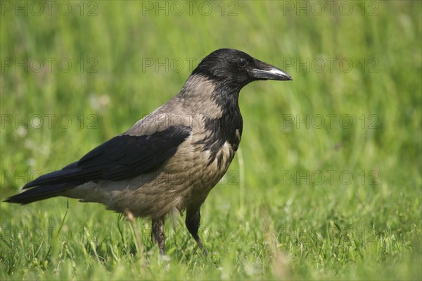 Hooded Crow