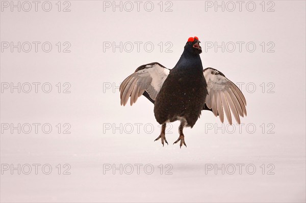 Black grouse