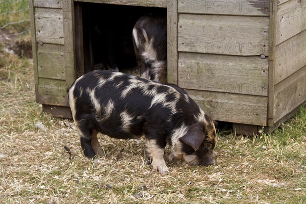 Kune-Kune Piglet