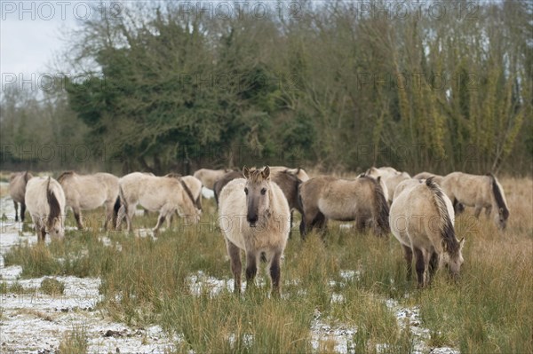 Konik horse