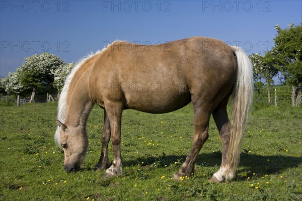 Welsh Mountain Pony