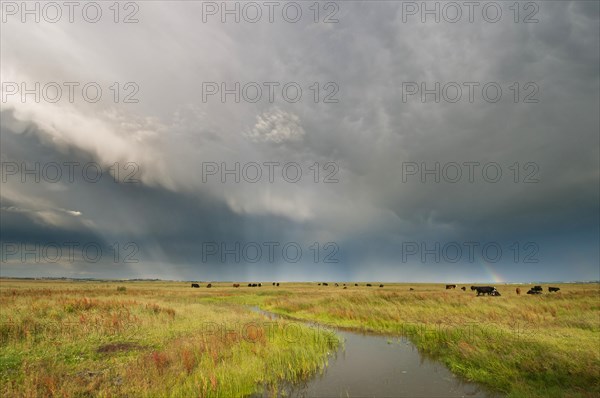 Storm clouds and rainbow over livestock in coastal grazing marshes