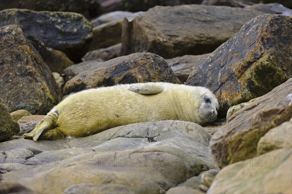 Grey Seal