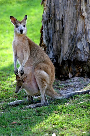 Agile Wallaby