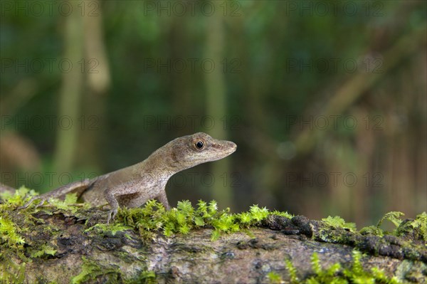 Slender adult Anolis fuscoauratus