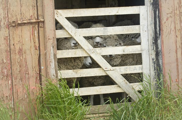 Sheep farm