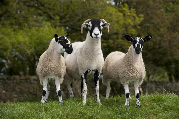 Domestic Sheep