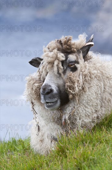 Native sheep