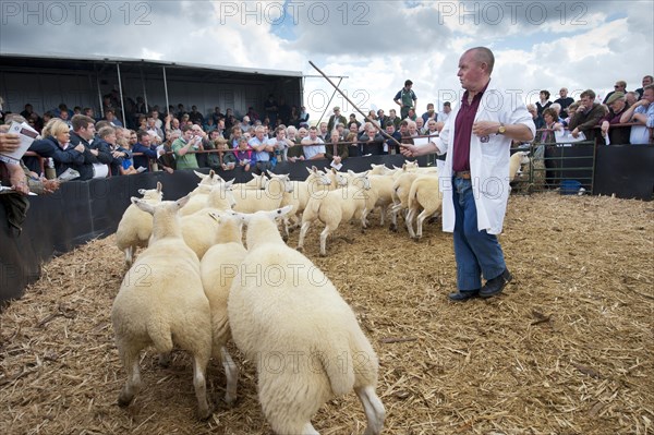 Sheep farming