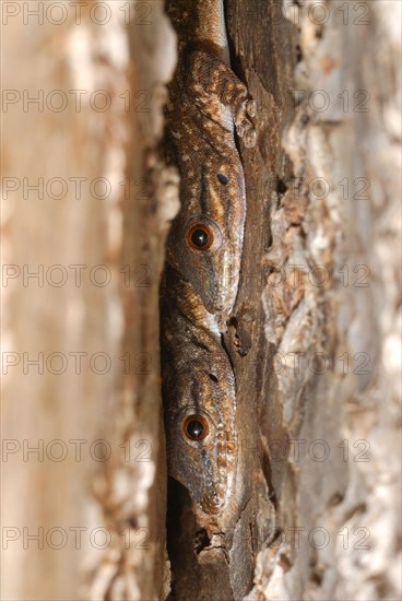 Thicktail Day Gecko