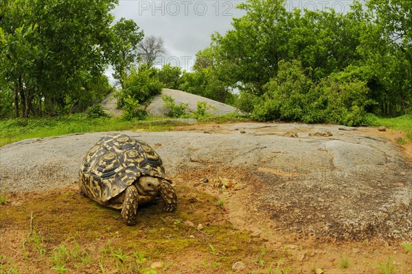 Leopard Tortoise