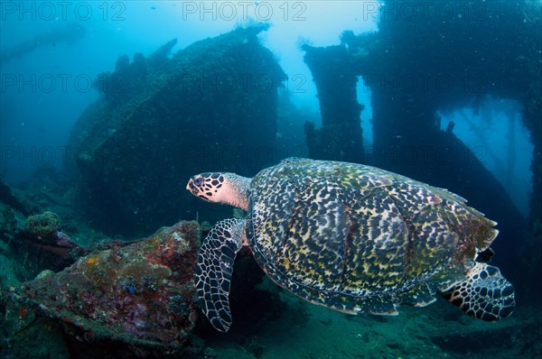 Loggerhead Turtle