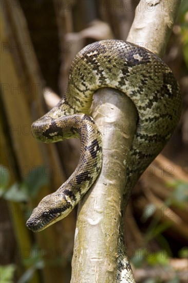 Madagascar Tree Boa