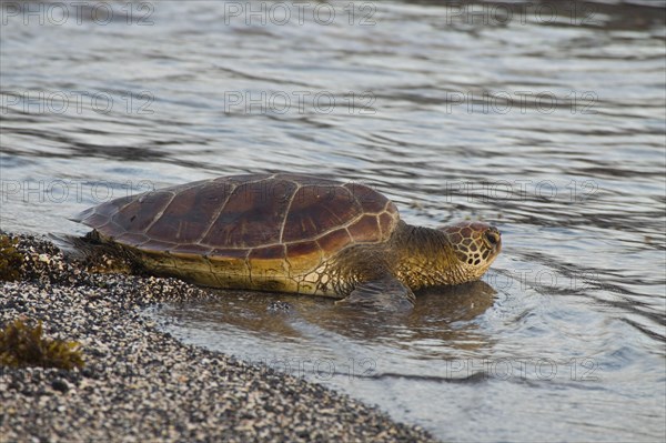 Chelonia mydas agassizi