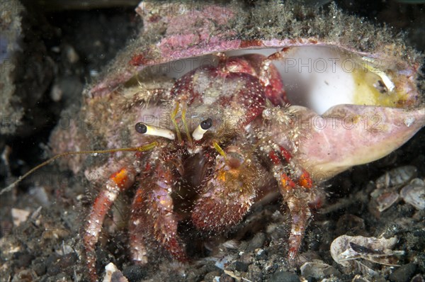 Hairy red hermit crab