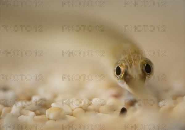 Large greater pipefish