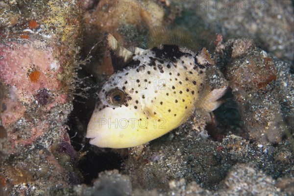 Yellowmargin Triggerfish