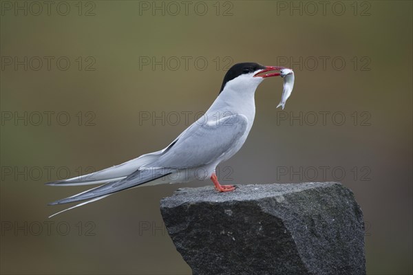 Arctic tern