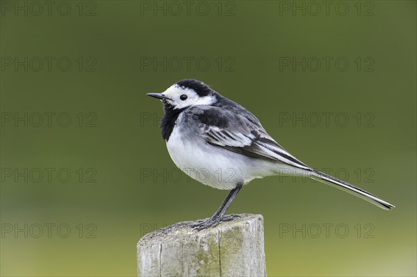 Pied Wagtail