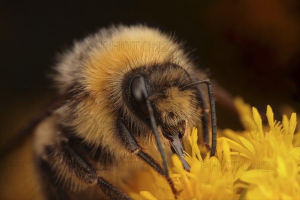 Common White-tailed Bumblebee