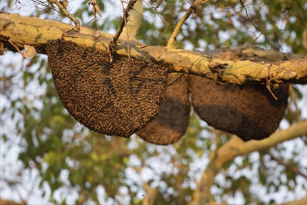 Eastern Honeybee