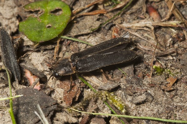 Common Glow-worm