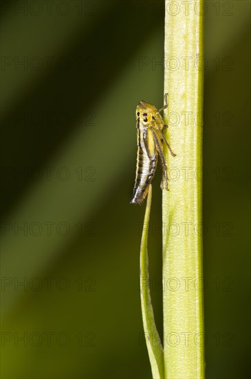 Common frog-jumper