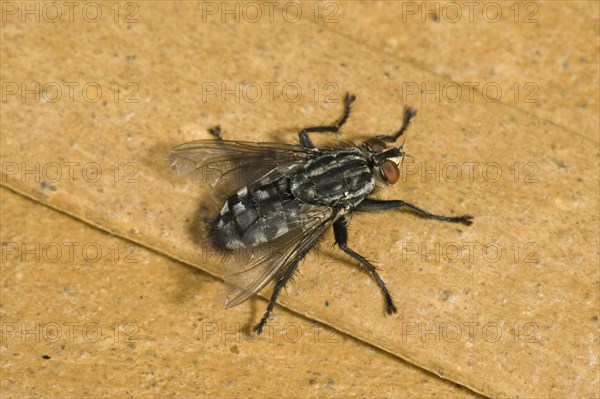 Grey flesh fly