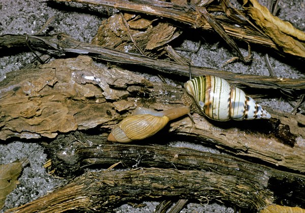 Pink cannibal rosy wolfsnail