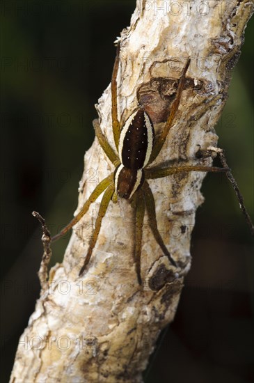 Rimed hunting spider