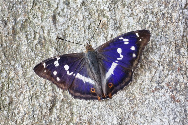 Purple Emperor