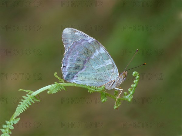 Silver washed silver-washed fritillary