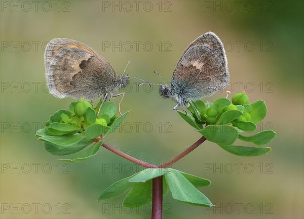 Small heath