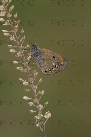 Rusty Brown Meadowbird