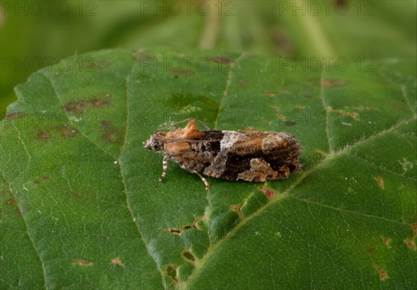 Tortrix Moth