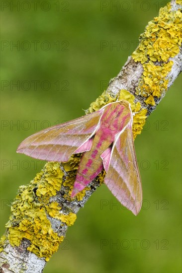 Elephant hawk-moth