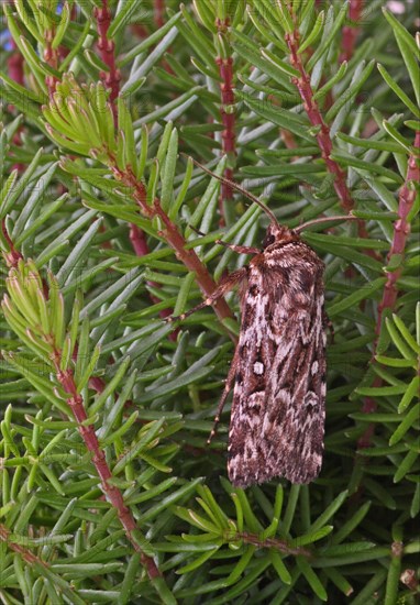 Little Heath Owl