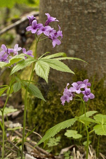 Five-leaved Bittercress