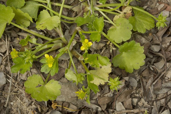 Rough-fruited Buttercup