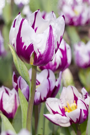 Cultivated tulip