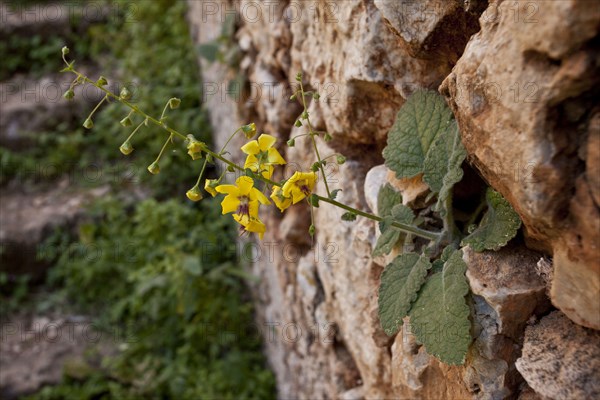 Cretan Mullein