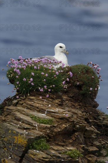 Northern Fulmar