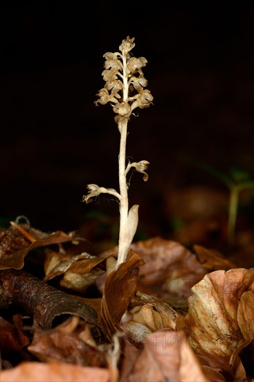 Bird's Nest Orchid