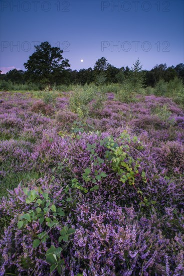 Flowering common heather